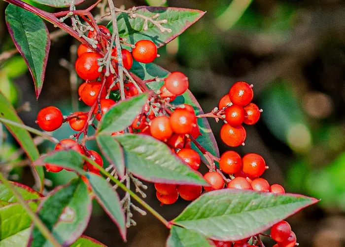 Piccolomini * סיינה