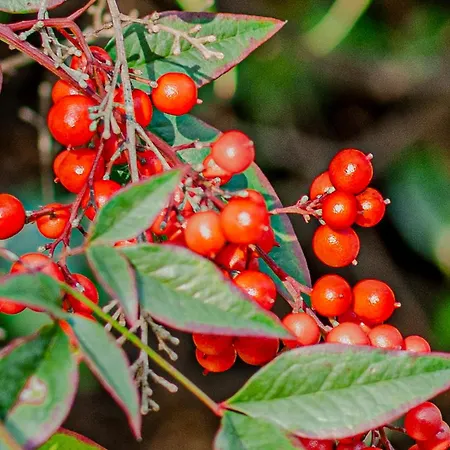 Piccolomini * Сієна